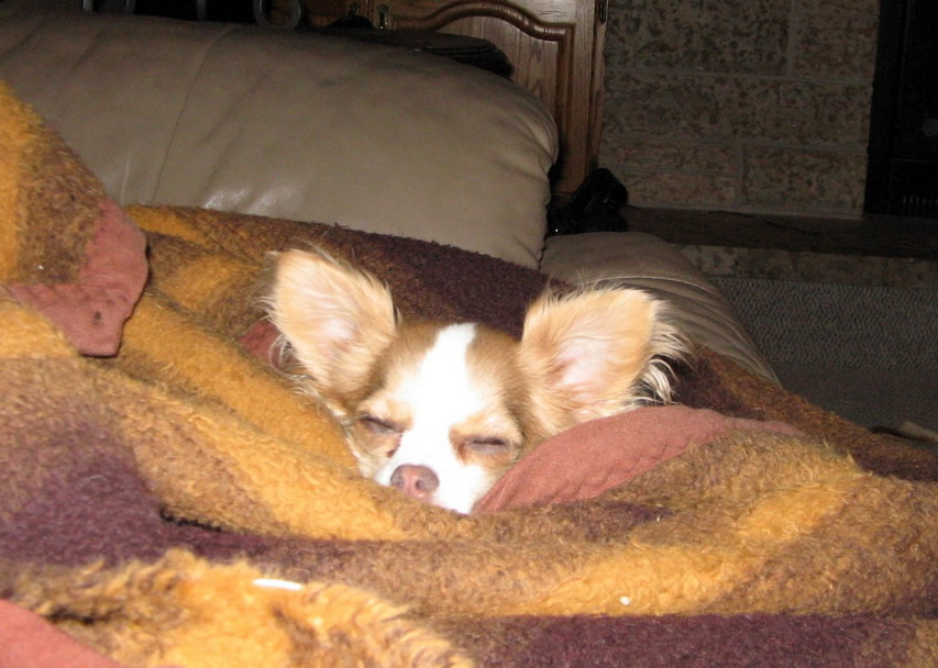 Young rooster snuggled in